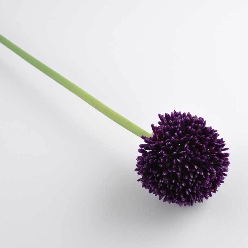 Allium violett 59cm