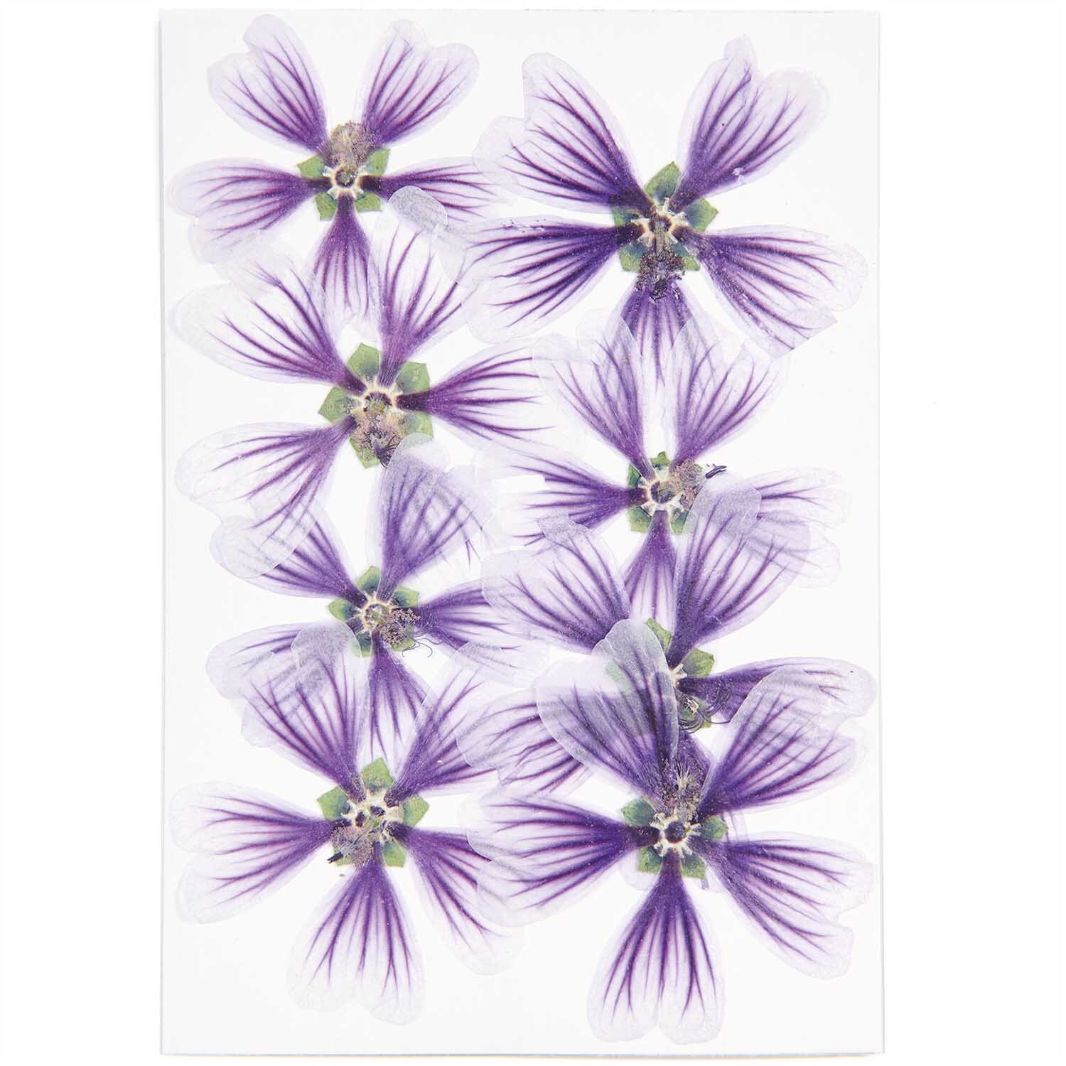 Gepresste Blüten Stockrose violett 8 Stück