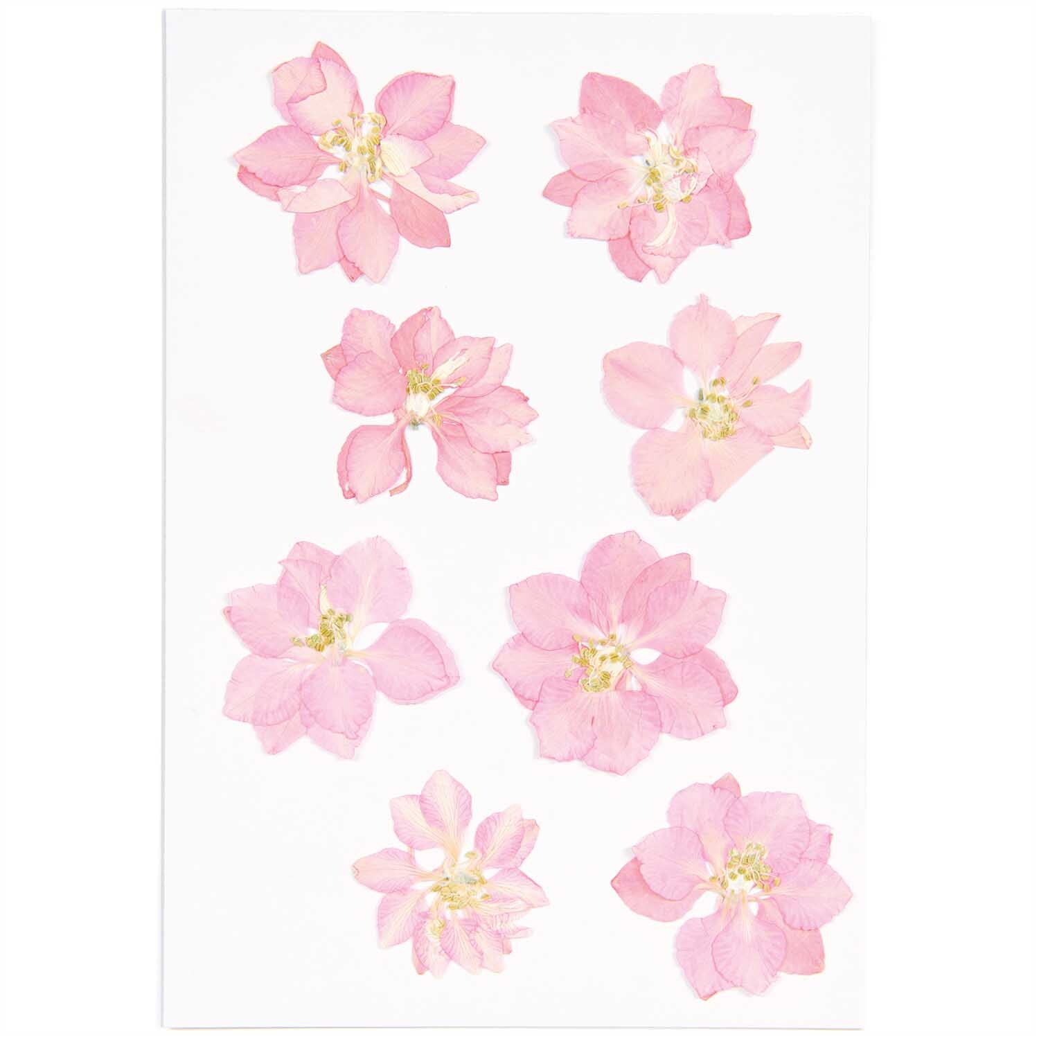 Gepresste Blüten Rittersporn rosa 8 Stück