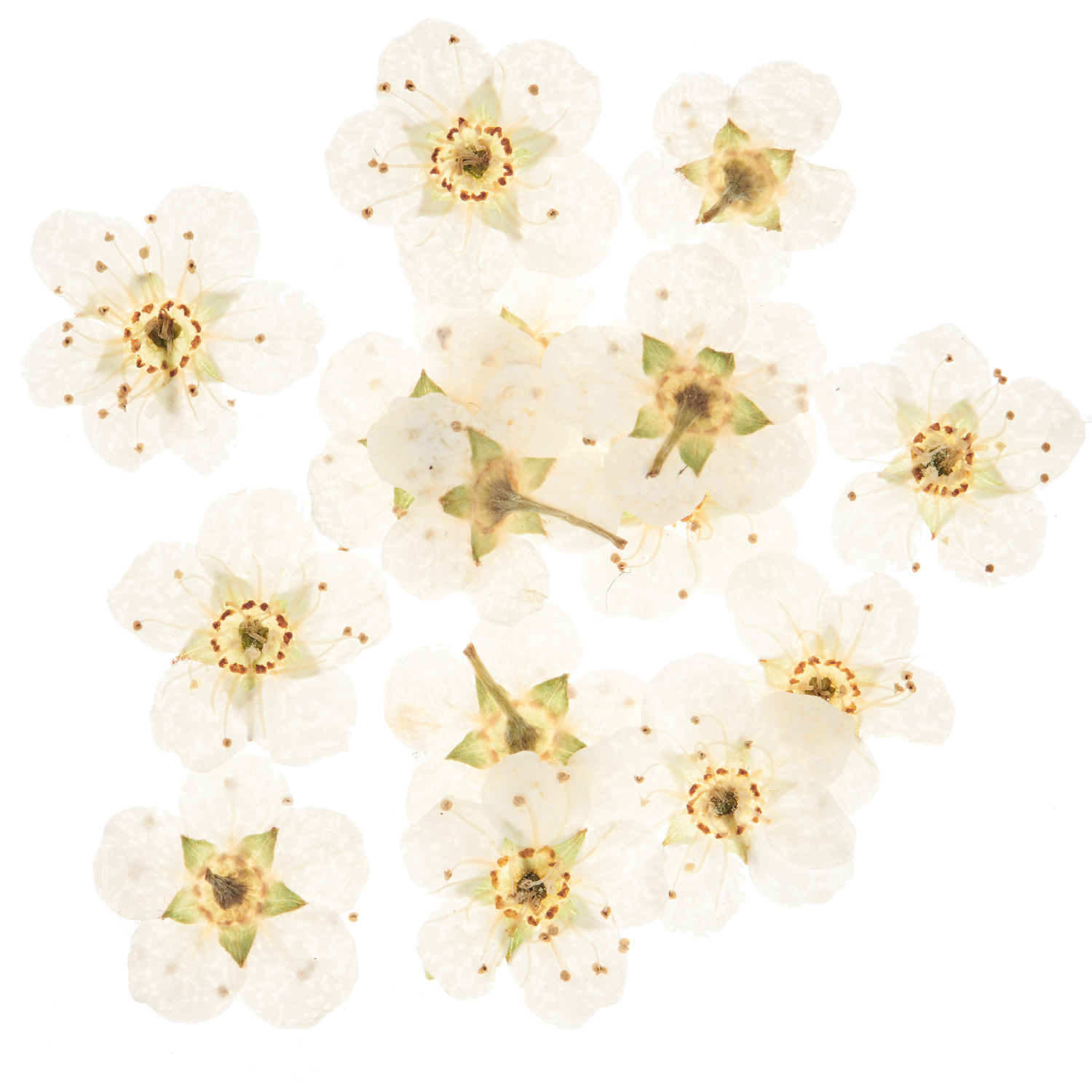 Füllmaterial für Resin Trockenblumen Weiß