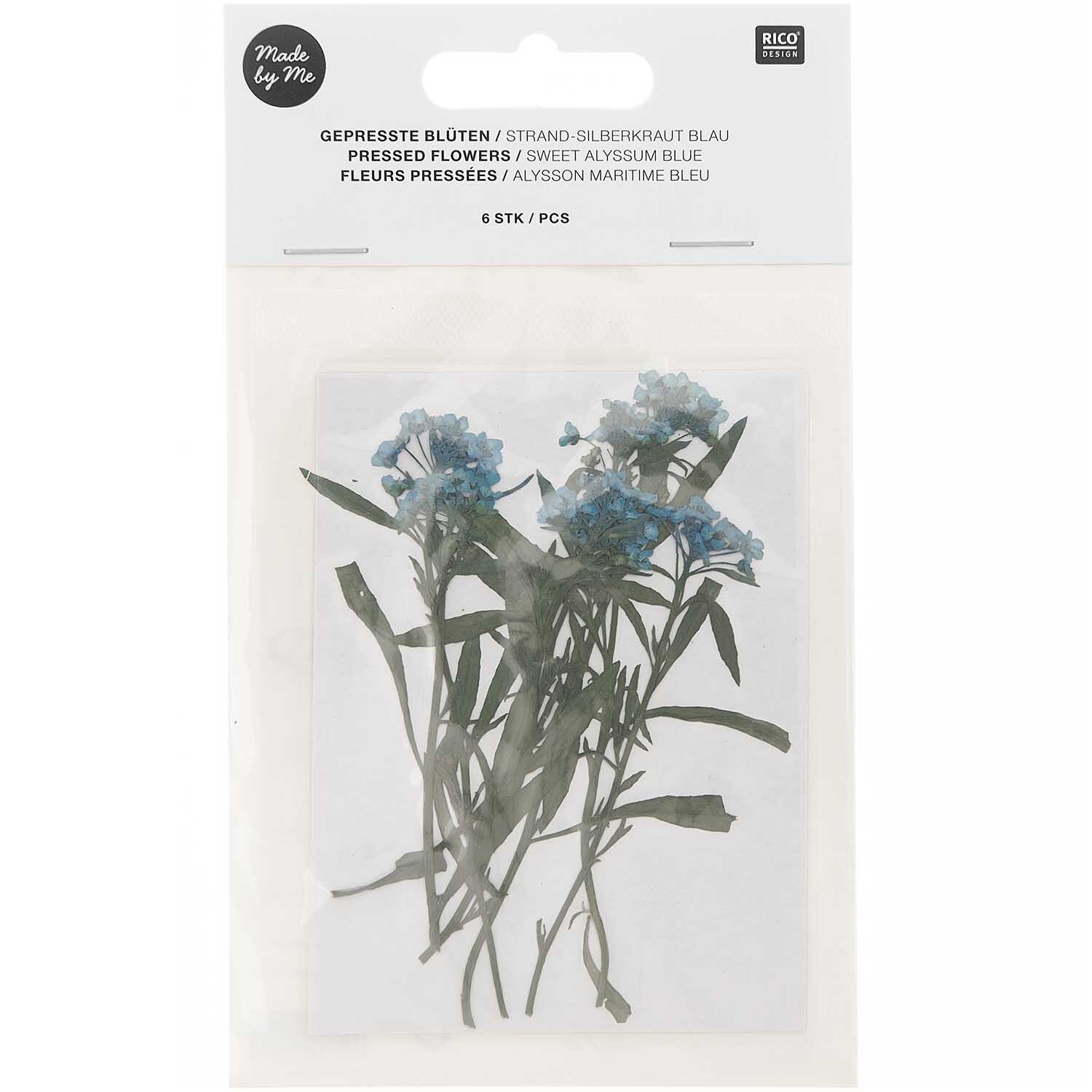 Gepresste Blüten Strand-Silberkraut blau 6 Stück