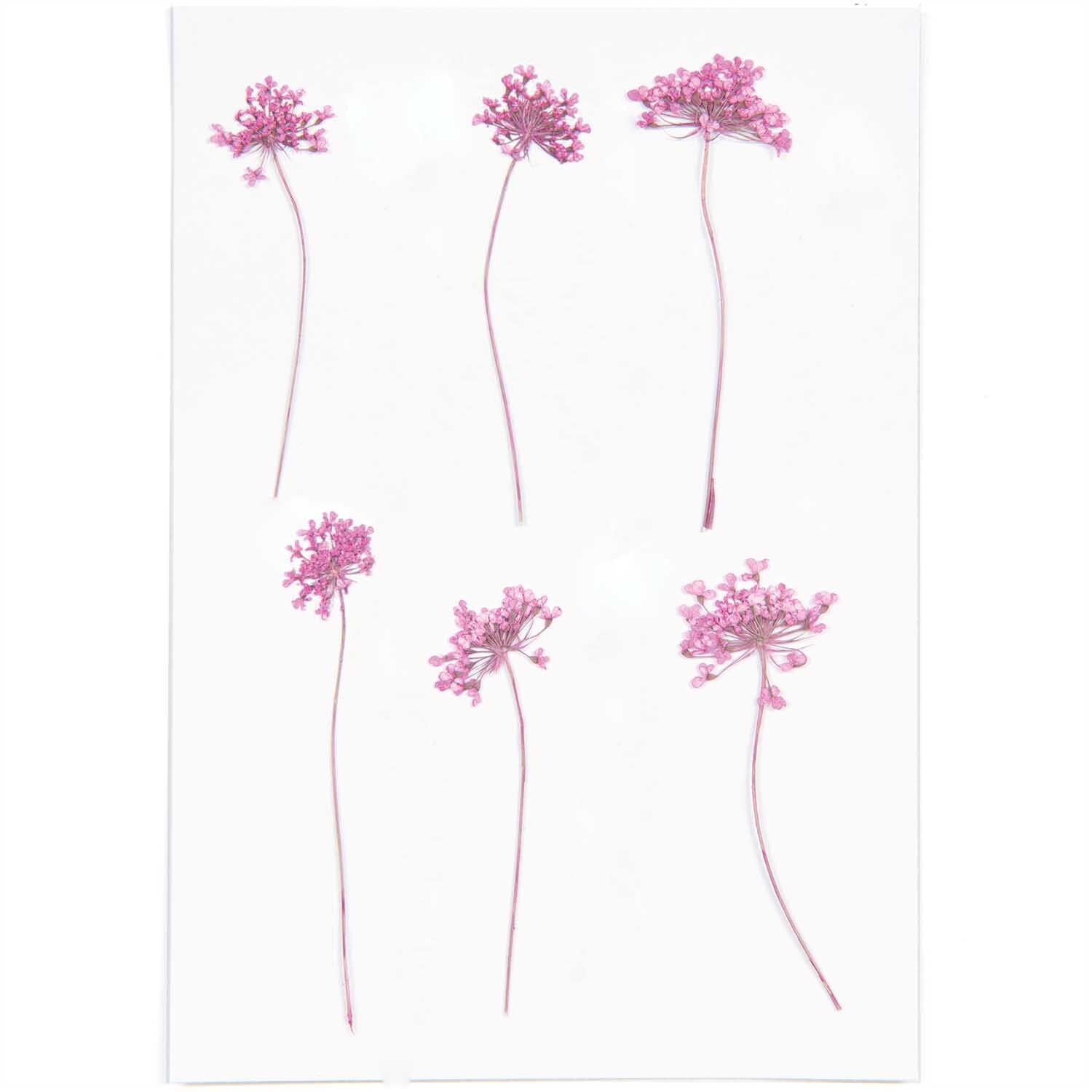 Gepresste Blüten Ammi pink 6 Stück
