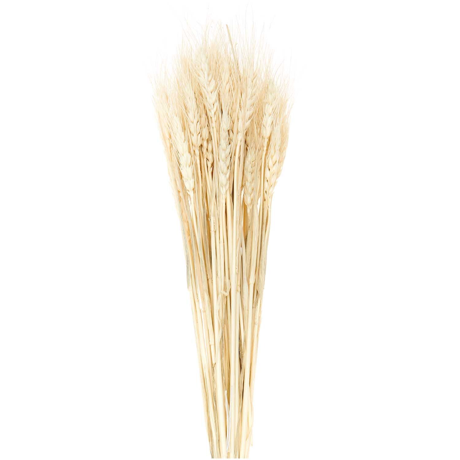 Getrockneter Weizen natur 60-70cm 50 Stück
