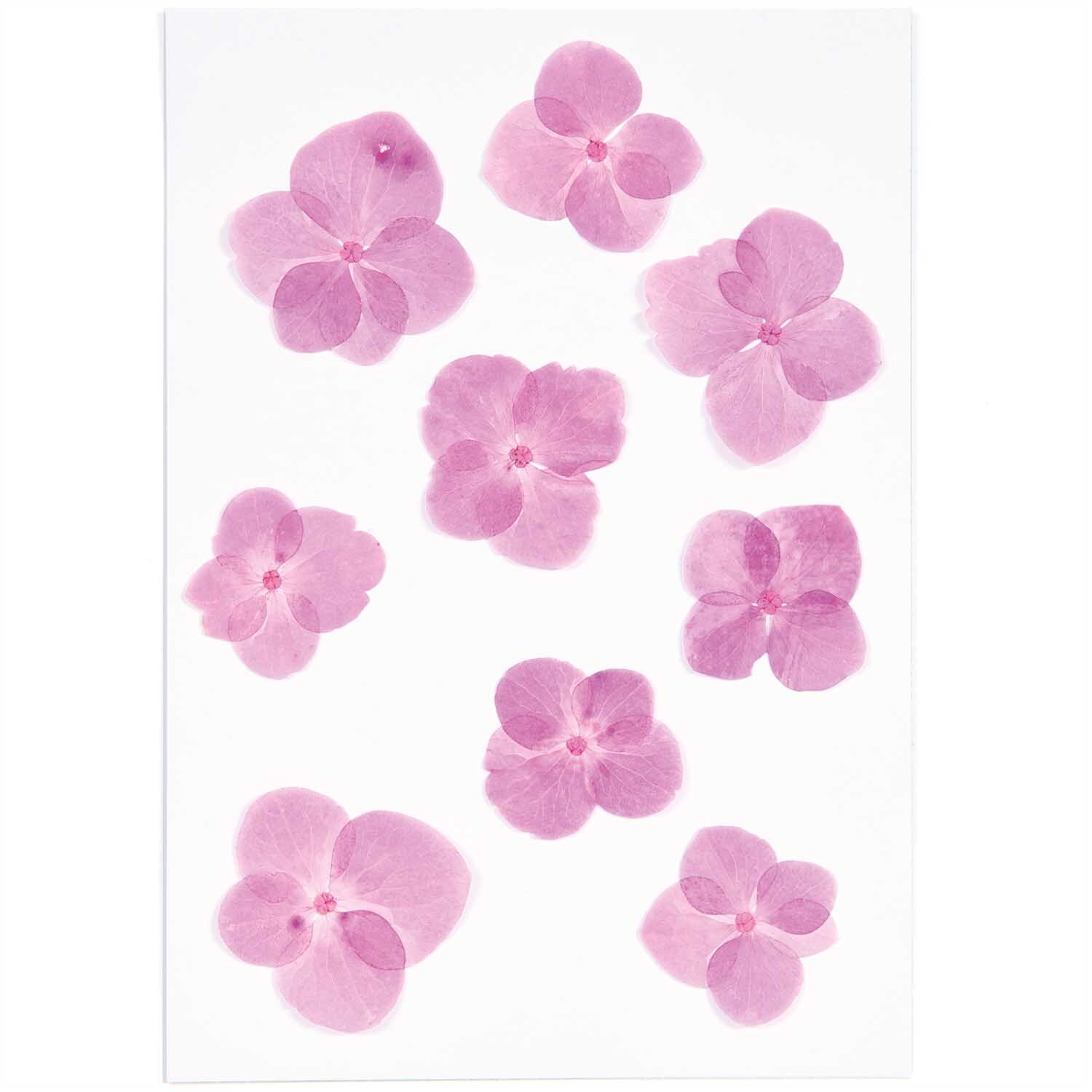 Gepresste Blüten Hortensie pink 9 Stück
