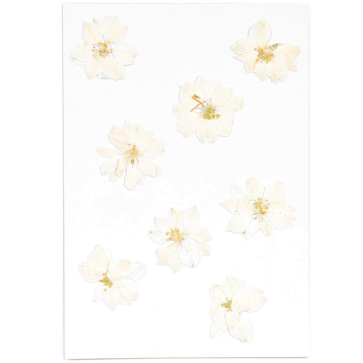 Gepresste Blüten Rittersporn weiß 8 Stück