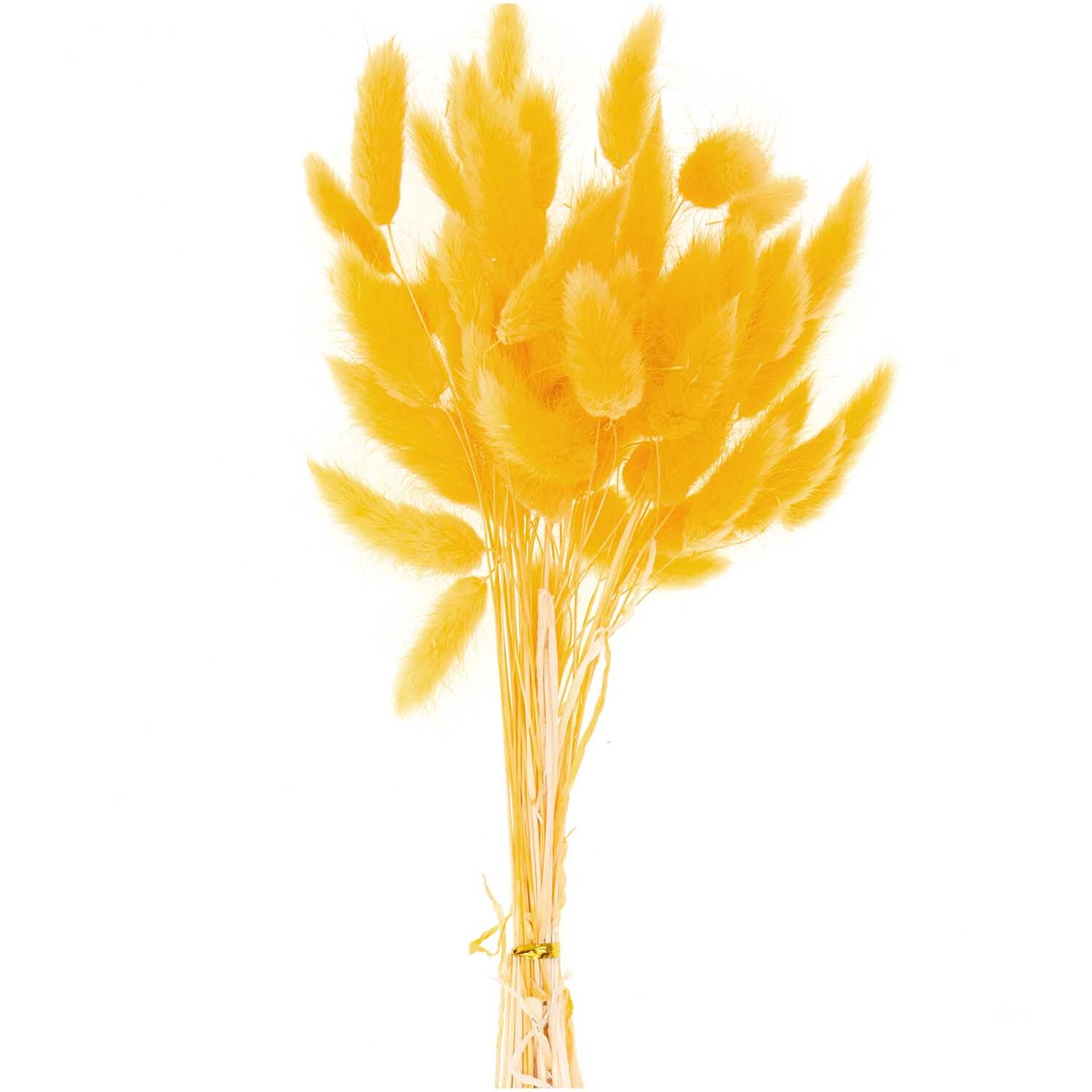 Getrockneter Lagurus gelb ca. 40cm 50 Stück