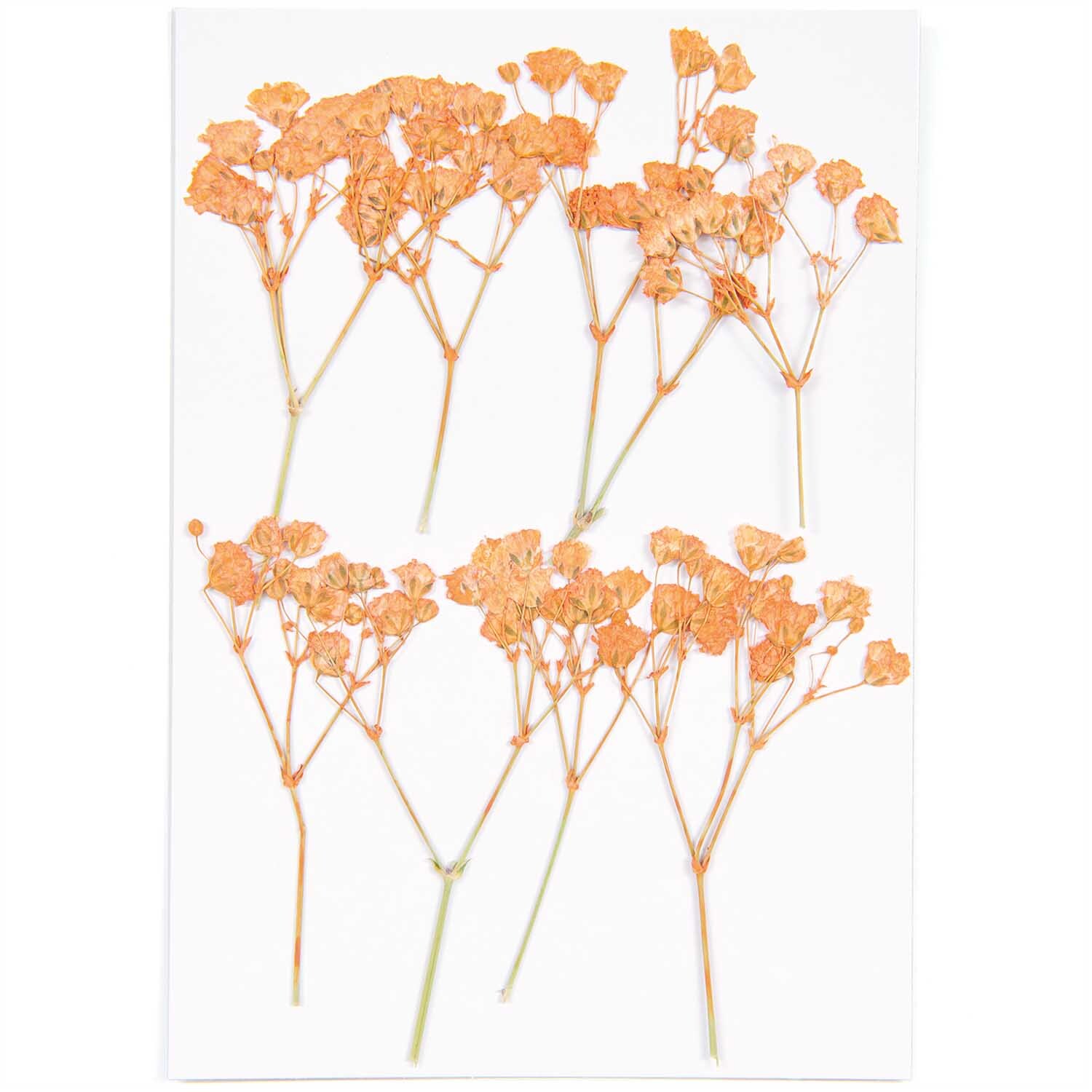 Gepresste Blüten Schleierkraut orange 8 Stück