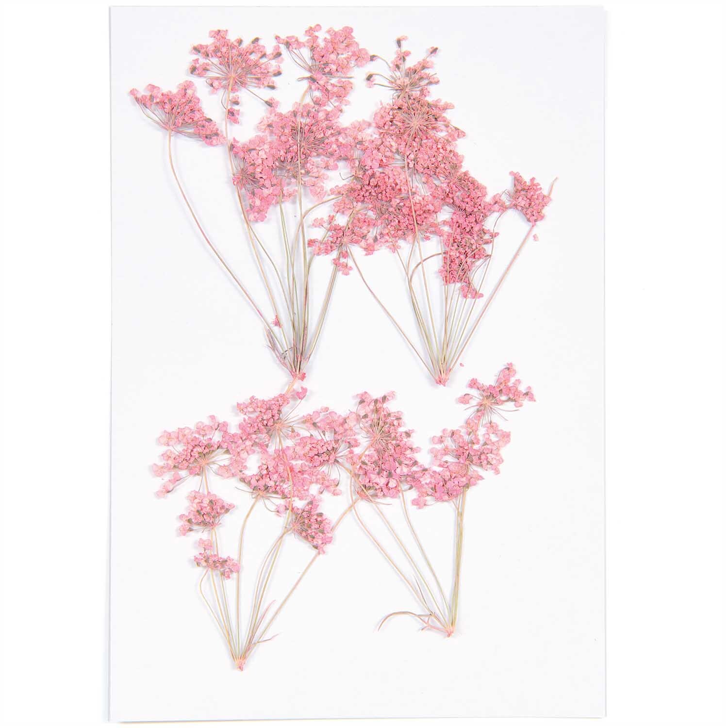 Gepresste Blüten Ammi Zweig rosa 4 Stück