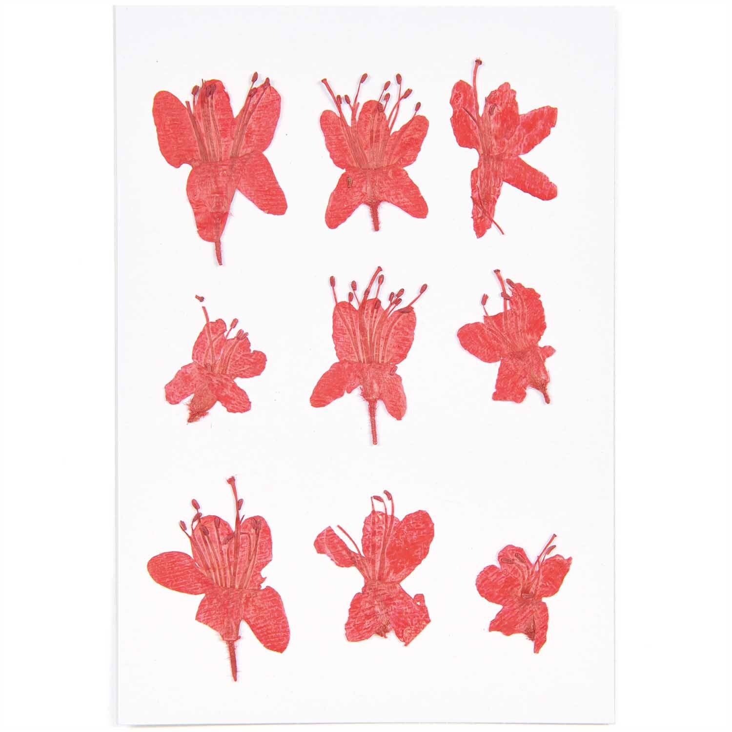 Gepresste Blüten Azalee rot 9 Stück