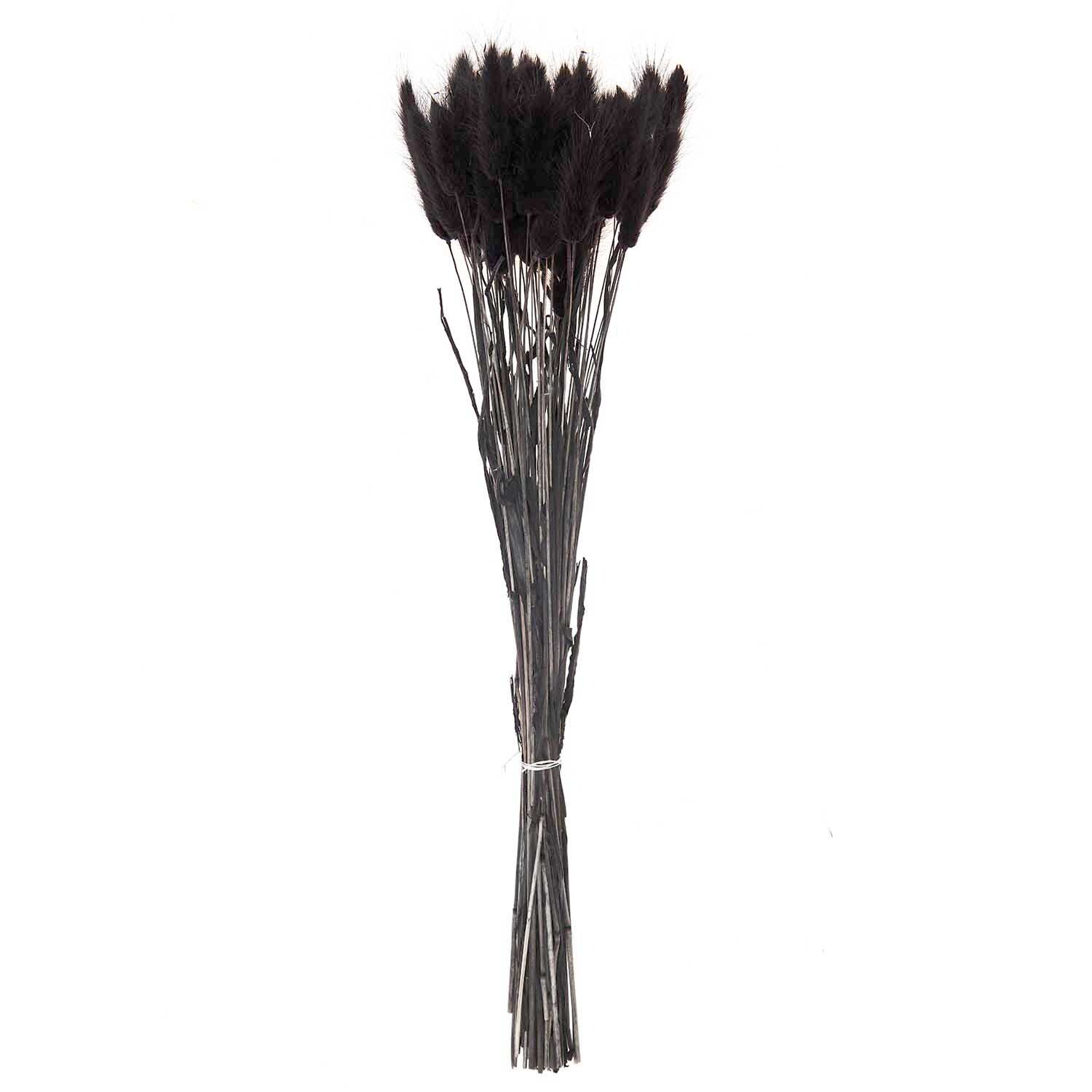Getrockneter Lagurus schwarz ca. 40cm 50 Stück