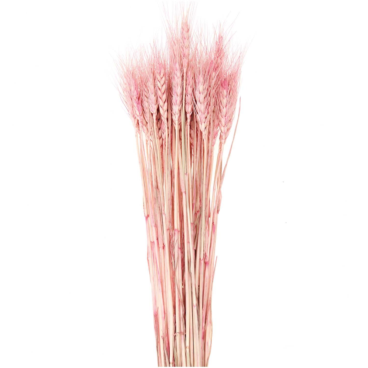Getrockneter Weizen pink 60-70cm 50 Stück