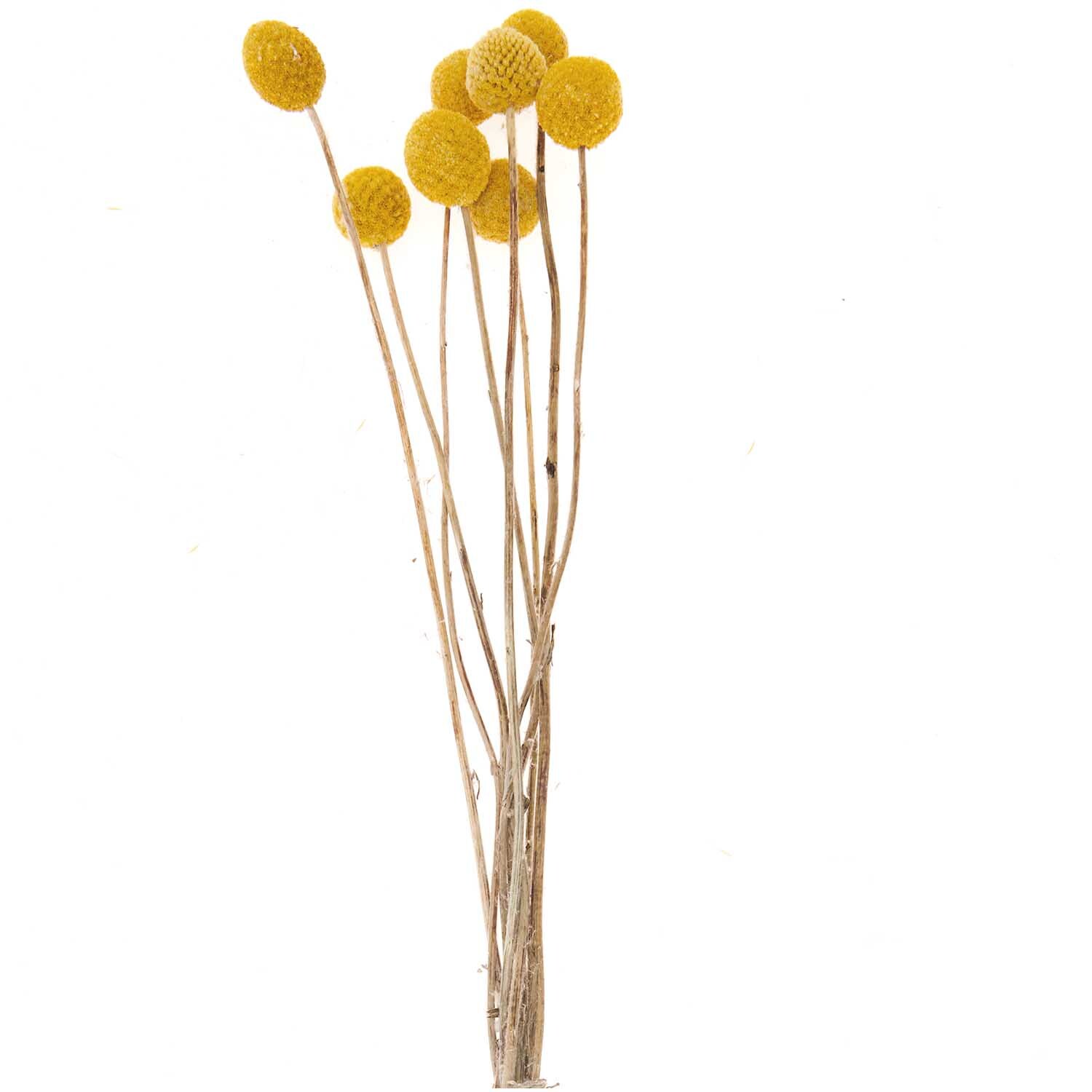 Getrocknete Craspedia gelb 50-60cm 10 Stück